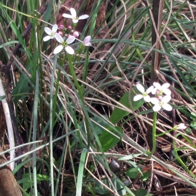 Cardamine sp. (Bittercress) at Booth, ACT - 11 Oct 2022 by sangio7
