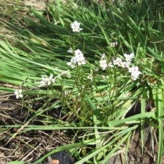 Cardamine sp. at Booth, ACT - 11 Oct 2022 02:09 PM