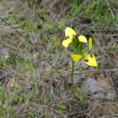 Diuris sulphurea (Tiger Orchid) at Tennent, ACT - 17 Oct 2022 by GirtsO
