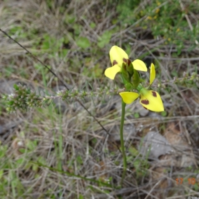 Diuris sulphurea (Tiger Orchid) at Tennent, ACT - 17 Oct 2022 by GirtsO