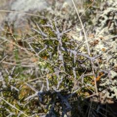 Melicytus angustifolius subsp. divaricatus (Divaricate Tree Violet) at Maffra, NSW - 19 Oct 2022 by mainsprite