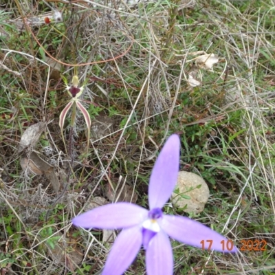 Caladenia atrovespa (Green-comb Spider Orchid) at Tennent, ACT - 17 Oct 2022 by GirtsO