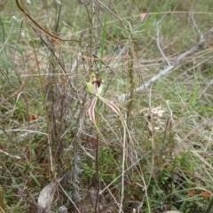 Caladenia atrovespa at Tennent, ACT - 17 Oct 2022