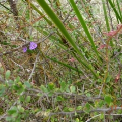 Thysanotus patersonii (Twining Fringe Lily) at Tennent, ACT - 17 Oct 2022 by GirtsO