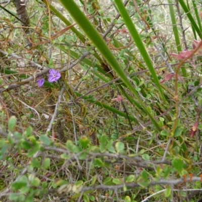 Thysanotus patersonii (Twining Fringe Lily) at Tennent, ACT - 17 Oct 2022 by GirtsO