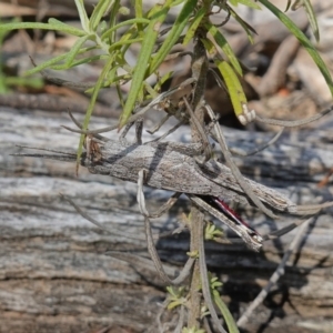 Coryphistes ruricola at Kowen, ACT - 17 Oct 2022