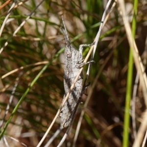 Coryphistes ruricola at Kowen, ACT - 17 Oct 2022