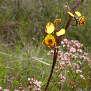 Diuris semilunulata at Tennent, ACT - suppressed