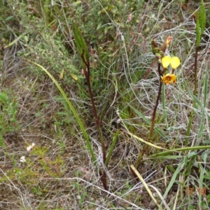 Diuris semilunulata at Tennent, ACT - suppressed