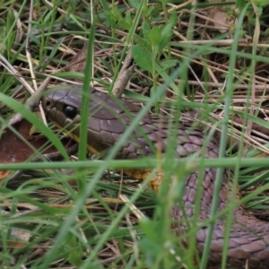 Notechis scutatus at Lake George, NSW - 16 Oct 2022