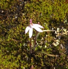 Caladenia fuscata (Dusky Fingers) at Tennent, ACT - 17 Oct 2022 by GirtsO
