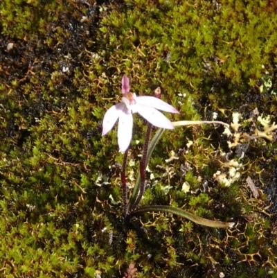 Caladenia fuscata (Dusky Fingers) at Tennent, ACT - 17 Oct 2022 by GirtsO