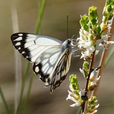 Belenois java (Caper White) at Kowen, ACT - 17 Oct 2022 by RobG1