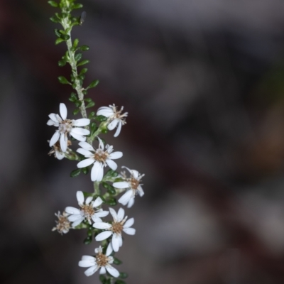 Olearia microphylla (Olearia) at Penrose, NSW - 12 Oct 2022 by Aussiegall