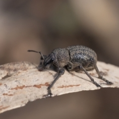 Amycterus sp. (genus) at Penrose, NSW - 14 Oct 2022 by Aussiegall