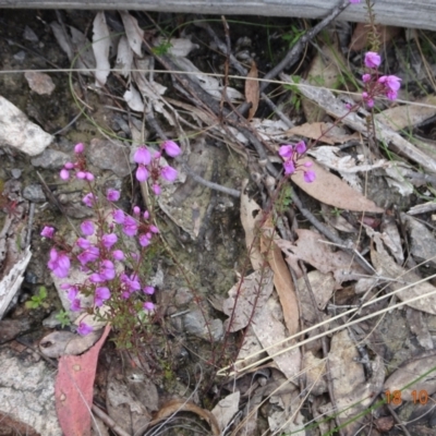 Tetratheca bauerifolia (Heath Pink-bells) at Paddys River, ACT - 18 Oct 2022 by GirtsO