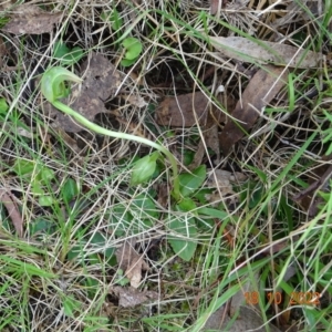 Pterostylis nutans at Paddys River, ACT - suppressed