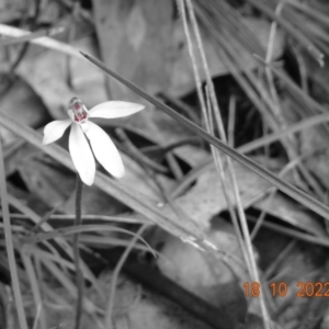 Caladenia carnea at Paddys River, ACT - suppressed