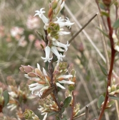 Brachyloma daphnoides (Daphne Heath) at Gundary, NSW - 17 Oct 2022 by JaneR