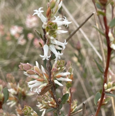 Brachyloma daphnoides (Daphne Heath) at Gundary, NSW - 17 Oct 2022 by JaneR