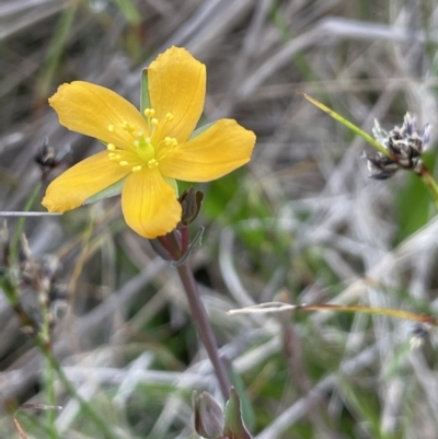 Hypericum gramineum (Small St Johns Wort) at Gundary, NSW - 17 Oct 2022 by JaneR