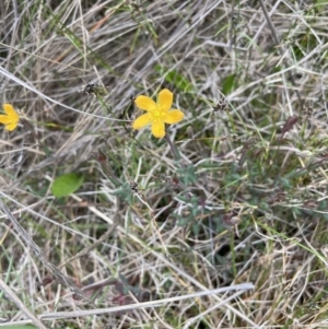 Hypericum gramineum at Gundary, NSW - 17 Oct 2022 03:32 PM