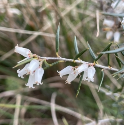 Lissanthe strigosa subsp. subulata (Peach Heath) at Pomaderris Nature Reserve - 17 Oct 2022 by JaneR