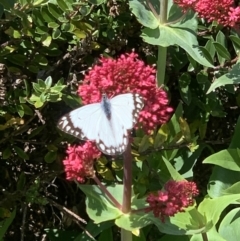 Belenois java (Caper White) at Penrose, NSW - 16 Oct 2022 by NigeHartley