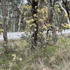 Pomaderris intermedia at Gundary, NSW - 17 Oct 2022 04:52 PM