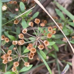 Pomax umbellata at Gundary, NSW - 17 Oct 2022 04:08 PM