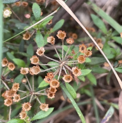 Pomax umbellata (A Pomax) at Pomaderris Nature Reserve - 17 Oct 2022 by JaneR