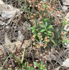 Pomax umbellata at Gundary, NSW - 17 Oct 2022 04:08 PM