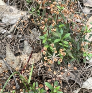 Pomax umbellata at Gundary, NSW - 17 Oct 2022 04:08 PM