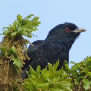 Eudynamys orientalis at Jerrabomberra, NSW - suppressed