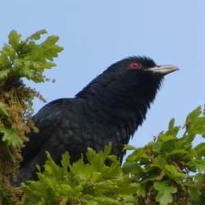 Eudynamys orientalis at Jerrabomberra, NSW - suppressed