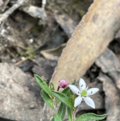 Rhytidosporum procumbens (White Marianth) at Pomaderris Nature Reserve - 17 Oct 2022 by JaneR