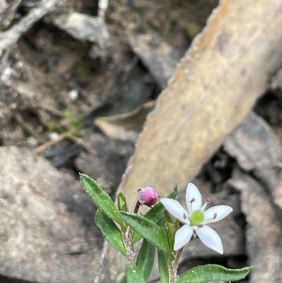 Rhytidosporum procumbens (White Marianth) at Gundary, NSW - 17 Oct 2022 by JaneR