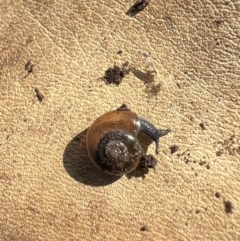 Oxychilus alliarius (Garlic Snail) at Murrumbateman, NSW - 19 Oct 2022 by SimoneC