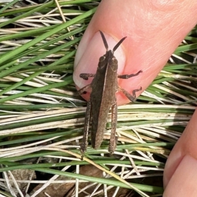 Goniaea australasiae (Gumleaf grasshopper) at Carwoola, NSW - 14 Oct 2022 by KMcCue