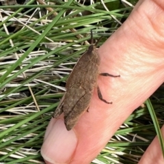 Goniaea australasiae at Carwoola, NSW - 15 Oct 2022 10:47 AM
