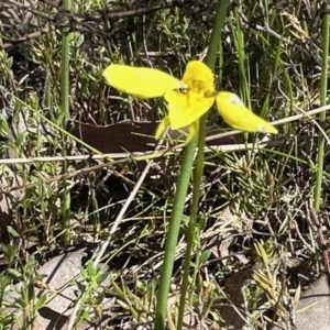 Diuris chryseopsis at Carwoola, NSW - 15 Oct 2022