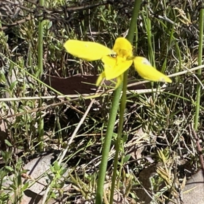 Diuris chryseopsis (Golden Moth) at Carwoola, NSW - 15 Oct 2022 by KMcCue