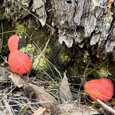Tubifera ferruginosa (Raspberry Slime) at Stony Creek Nature Reserve - 15 Oct 2022 by KMcCue