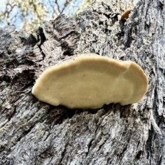 Truncospora ochroleuca at Stony Creek Nature Reserve - 15 Oct 2022 by KMcCue