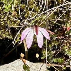 Caladenia fuscata (Dusky Fingers) at Carwoola, NSW - 15 Oct 2022 by KMcCue