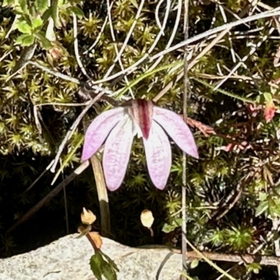 Caladenia fuscata (Dusky Fingers) at Carwoola, NSW - 15 Oct 2022 by KMcCue