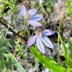 Caladenia carnea (Pink Fingers) at Stony Creek Nature Reserve - 15 Oct 2022 by KMcCue