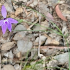 Glossodia major (Wax Lip Orchid) at Carwoola, NSW - 15 Oct 2022 by KMcCue