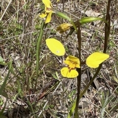 Diuris sp. (hybrid) (Hybrid Donkey Orchid) at Stony Creek Nature Reserve - 15 Oct 2022 by KMcCue