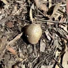 Amanita sp. (Amanita sp.) at Wanna Wanna Nature Reserve - 15 Oct 2022 by KMcCue